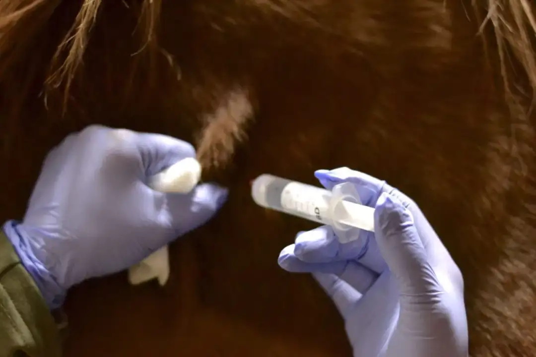 Rękawiczki ochronne i strzykawka przygotowane do kłucia konia.