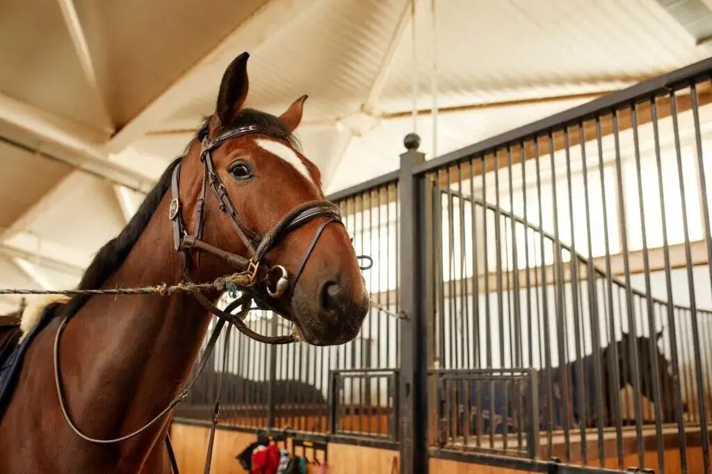 Najlepsze stadniny koni w Polsce – odkryj wyjątkowe oferty i usługi