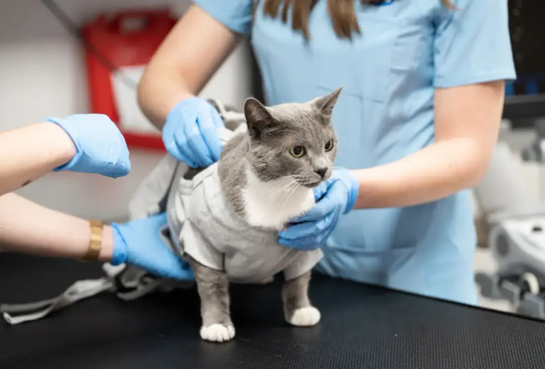 Co robi weterynarz? Od diagnozy po ratowanie życia zwierząt