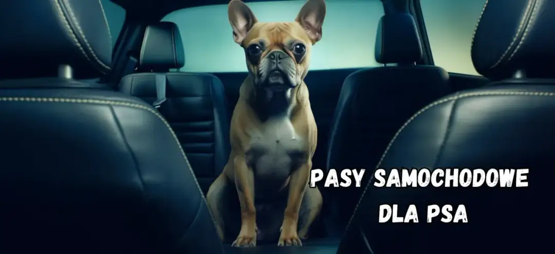 Czy pasy dla psa w aucie są konieczne? 6 faktów, które zaskoczą