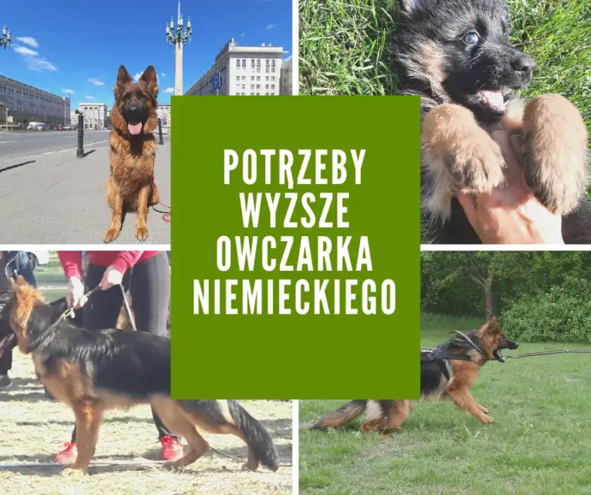 Twój owczarek niemiecki: Zrozum jego potrzeby i uszczęśliw go!