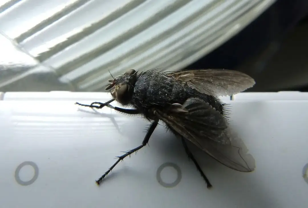 Muchy na tarasie? Moje sprawdzone sposoby na spokój!