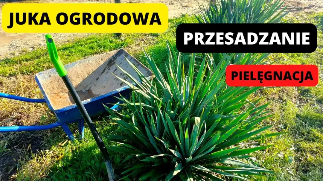 Kiedy sadzić juki ogrodowe, aby uniknąć błędów i marnotrawstwa