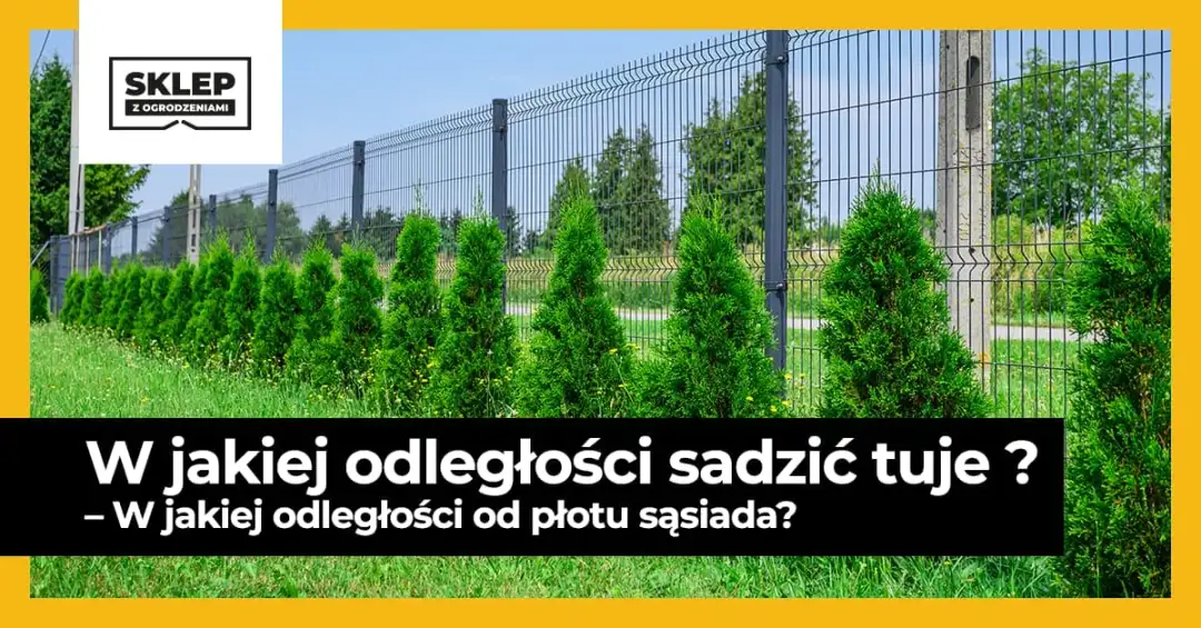 Jak sadzić tuje przy płocie, aby uniknąć problemów z sąsiadami