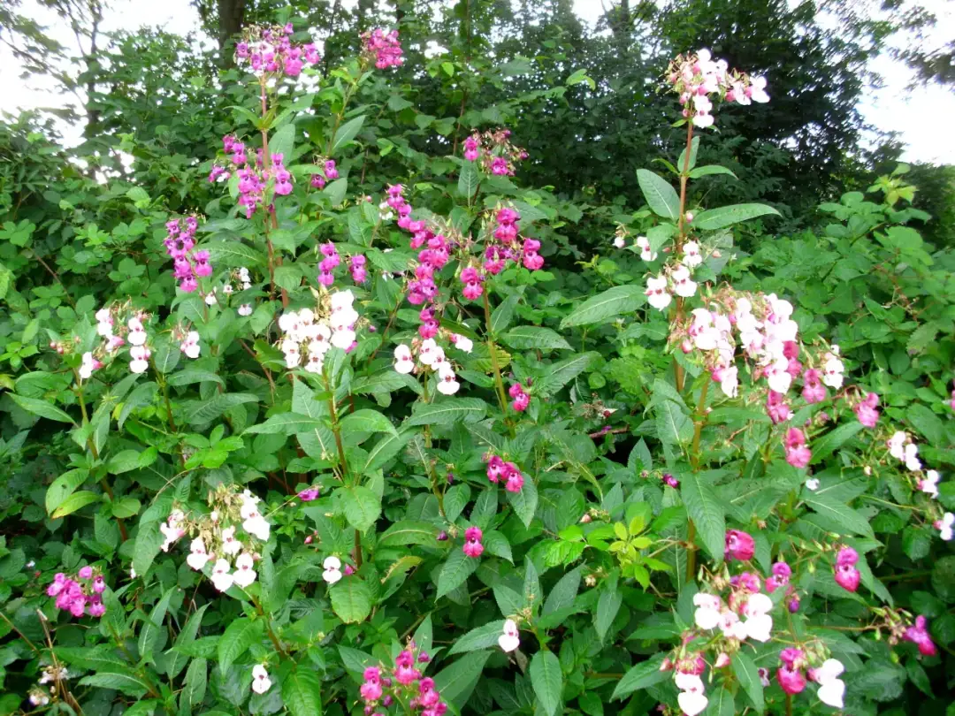 Niecierpek chwast – jak skutecznie go zwalczać w ogrodzie?