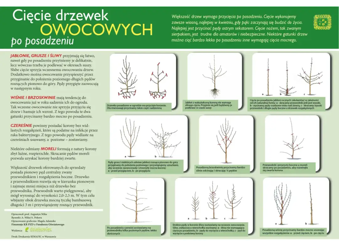 Kiedy można wycinać drzewa? - Porady i informacje