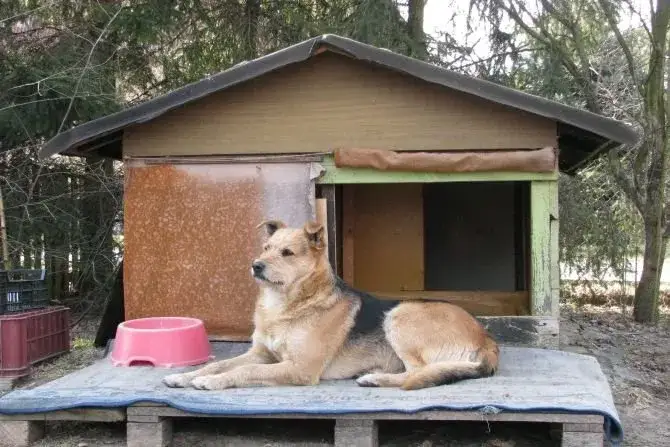 Jak skutecznie ocieplić budę dla psa, aby zapewnić mu ciepło?
