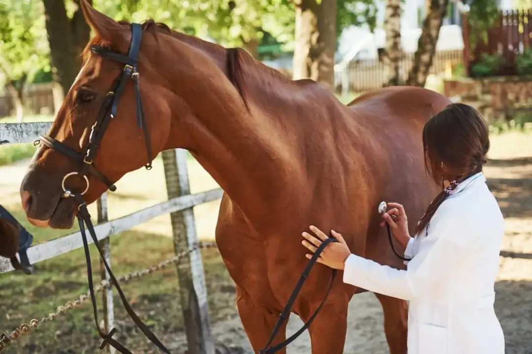 Herpes u koni: Czy Twój koń jest bezpieczny? Pełny przewodnik