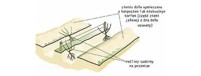 Jaka wysokość żywopłotu jest legalna? Poznaj zasady!