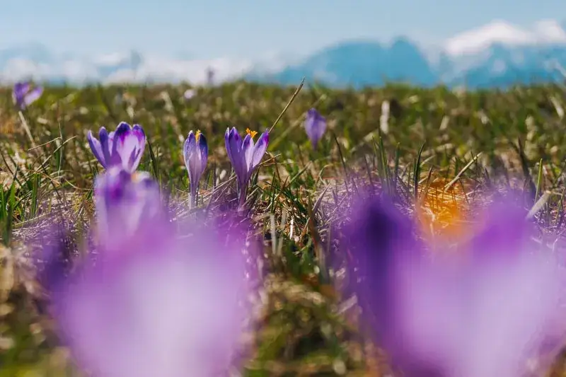 Kiedy najlepiej wybrać się na krokusy w Karkonoszach? Poradnik
