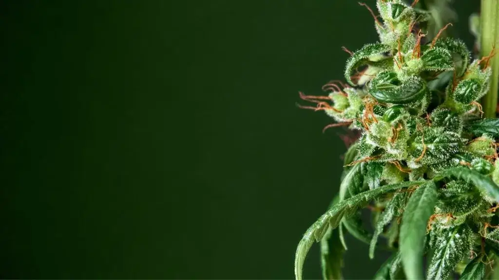 Jakie są aktualne ceny medycznej marihuany w 2025 roku?