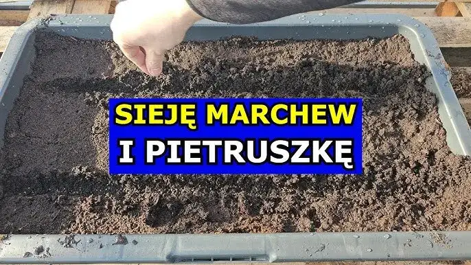 Jak siać marchew i pietruszkę, aby uniknąć najczęstszych błędów