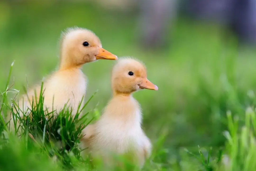 Test Brzydkie Kaczątko - Sprawdź Naszą Opinię