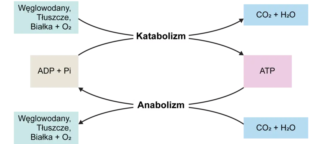 Cykl katabolizmu i anabolizmu. Katabolizm rozkłada węglowodany, tłuszcze i białka z tlenem do CO2 i H2O, produkując ATP. Anabolizm zużywa ATP do syntezy tych związków.