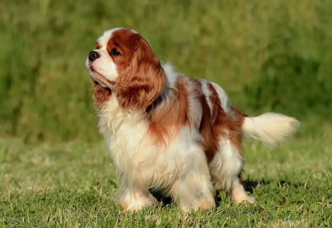 Cavalier King Charles Spaniel: Sierść czy włos? Odkryj różnice i pielęgnację