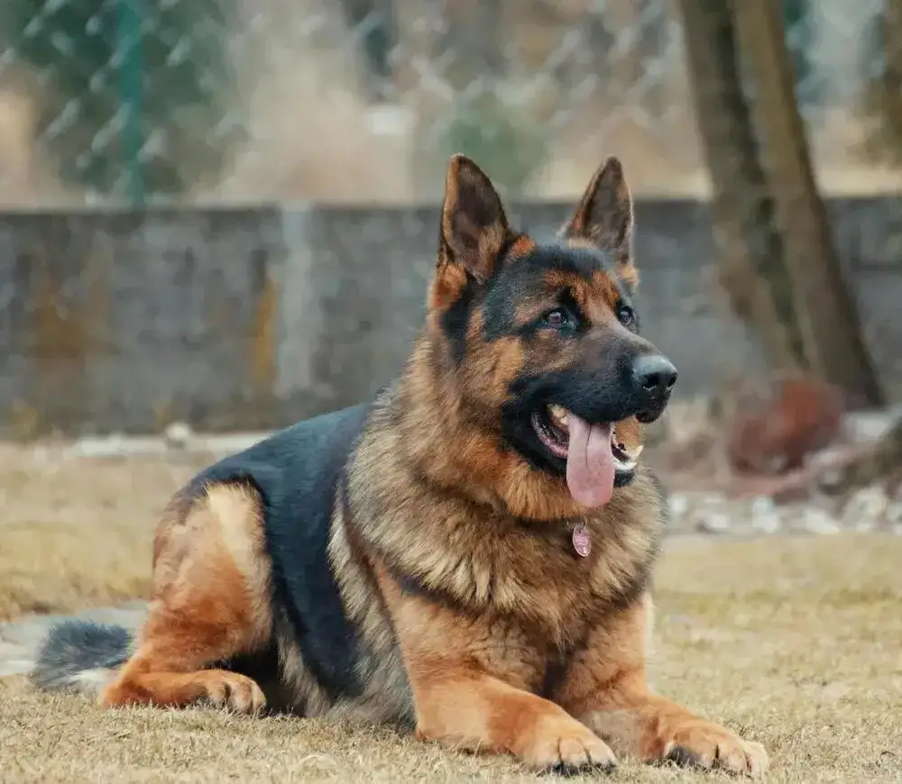 Ile kosztuje Owczarek Niemiecki? Cena zakupu i utrzymania