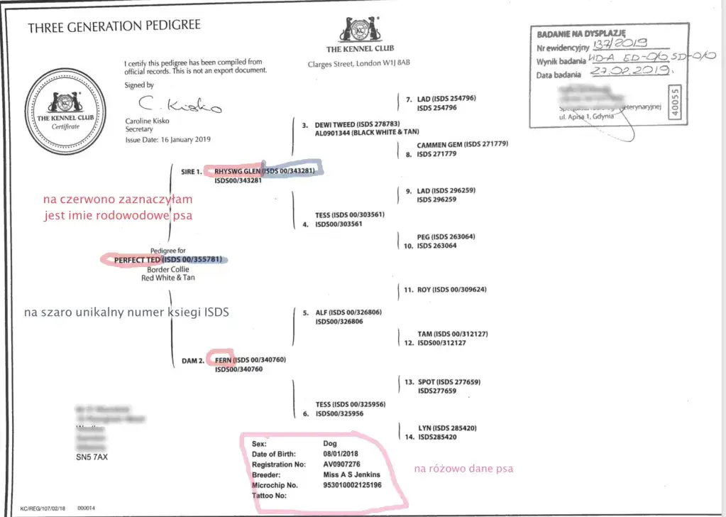 Gdzie wyrobić rodowód dla psa? Kluczowe informacje, które musisz znać