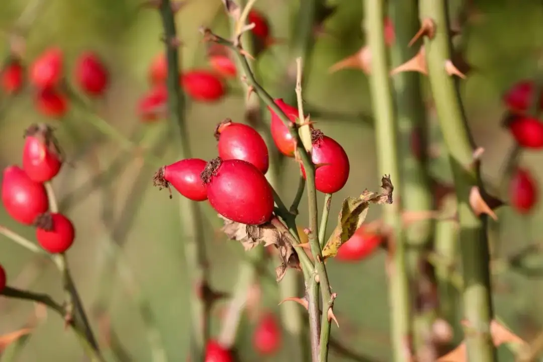 Jak zrobić herbatę z owoców dzikiej róży i cieszyć się jej zdrowotnymi właściwościami
