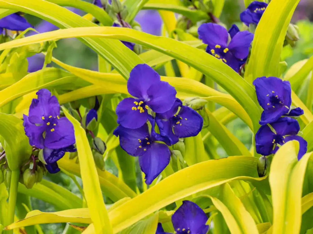 Jak kwitnie trzykrotka? Odkryj jej piękne kolory i pielęgnację