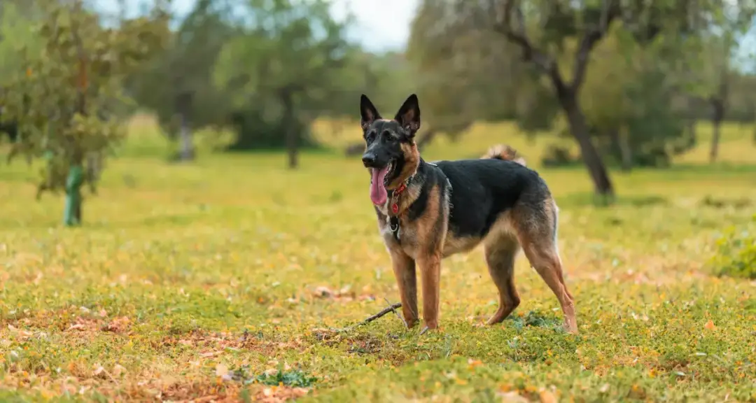 Jak wytresować owczarka niemieckiego, aby uniknąć problemów z zachowaniem