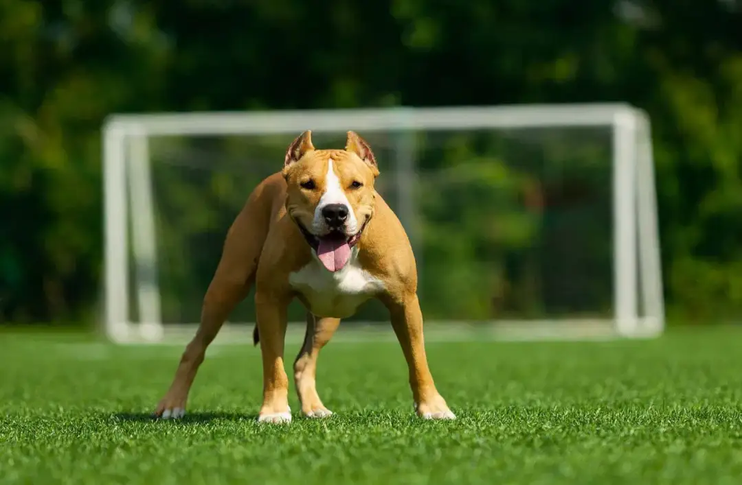Amstaff a Pitbull: Jak je rozpoznać i co mówi polskie prawo?