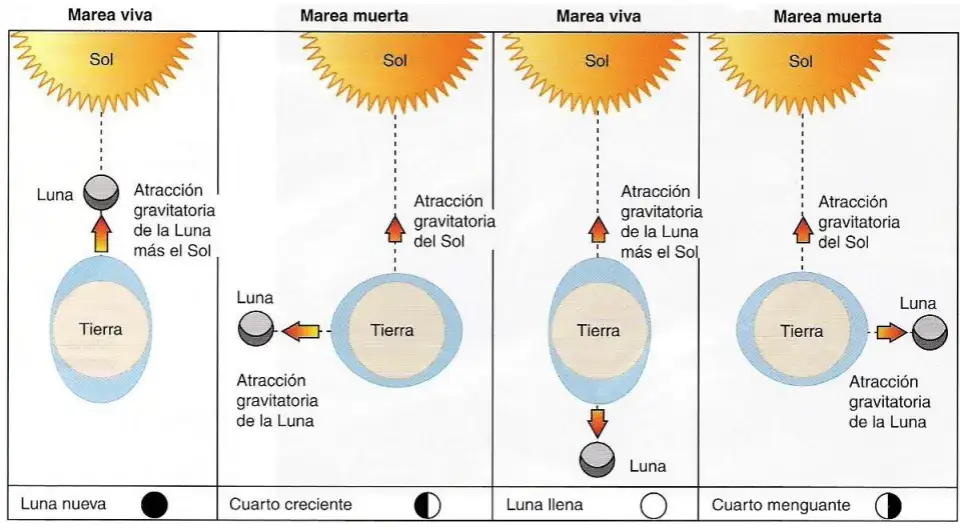 Cómo funcionan las mareas y qué factores las afectan en el mar