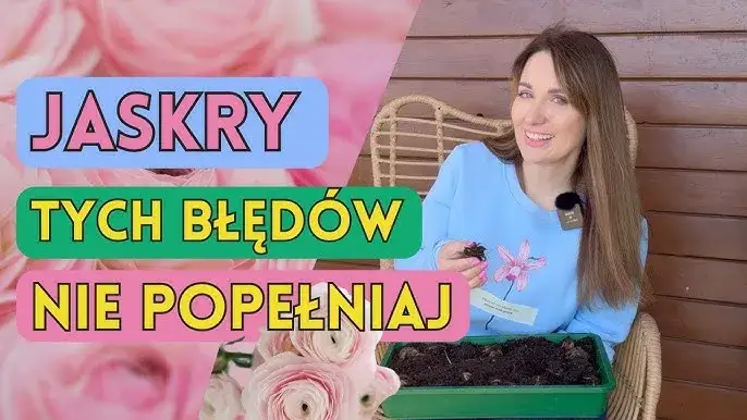 Jaskry kwiaty kiedy sadzić - uniknij błędów przy sadzeniu
