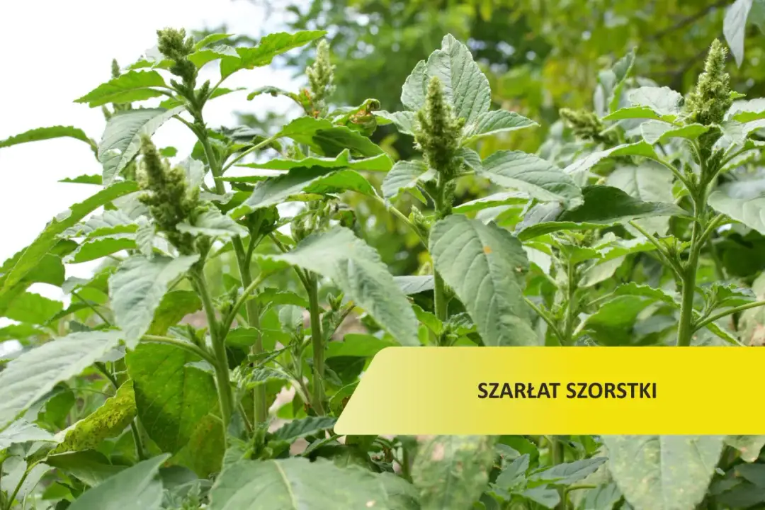 Szarłat chwast: jak skutecznie zwalczać go w uprawach rolnych