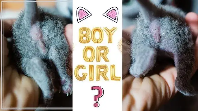 Jak rozpoznać płeć kotka - proste sposoby na identyfikację płci