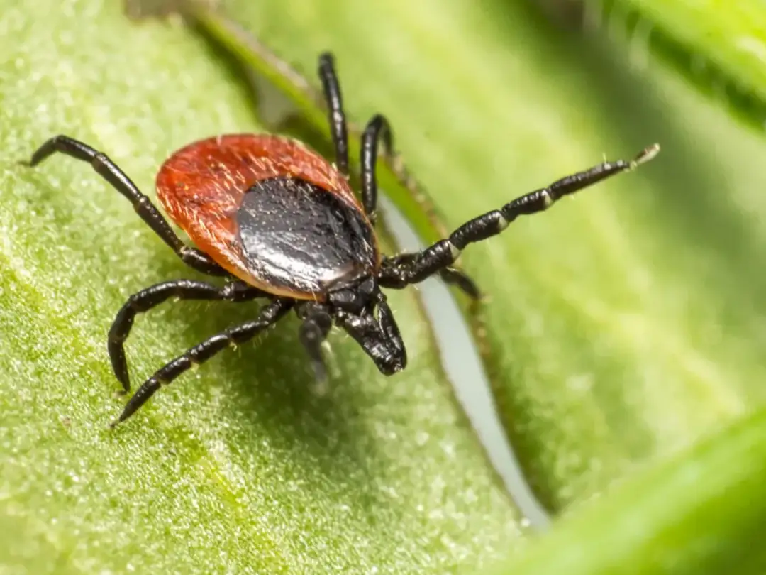 Kleszcze w domu? Rozpoznaj inwazję i pozbądź się ich raz na zawsze!
