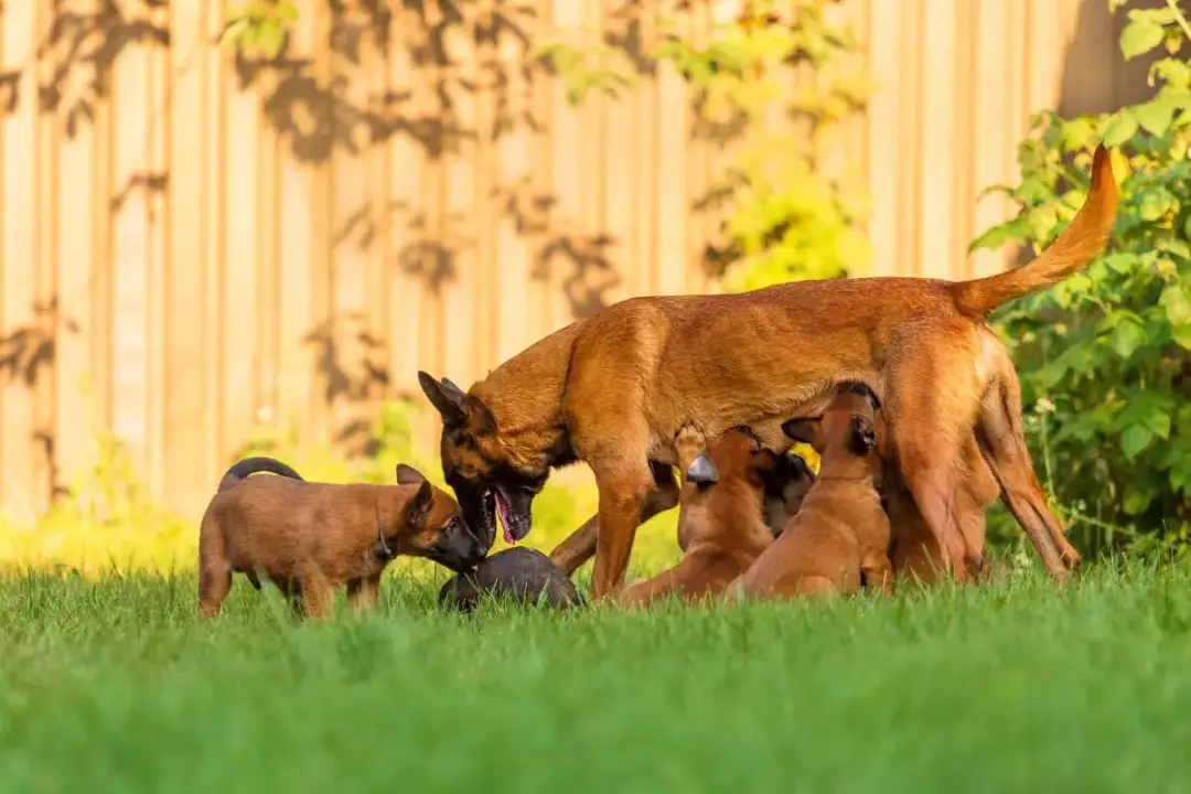 Jak sprawdzić, czy hodowla jest FCI i uniknąć oszustw w hodowli psów