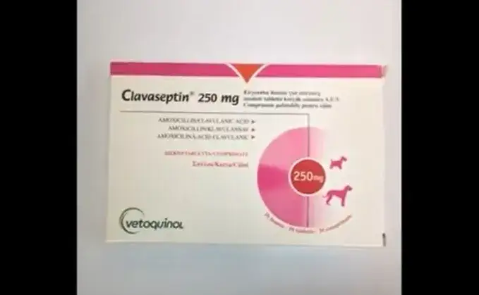 Clavaseptin dla psa: Na co? Dawkowanie, skutki uboczne, opinie