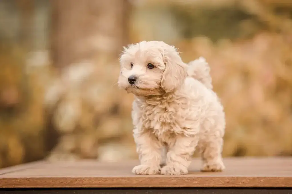 Maltipoo włosy czy sierść - jak dbać o unikalną okrywę?