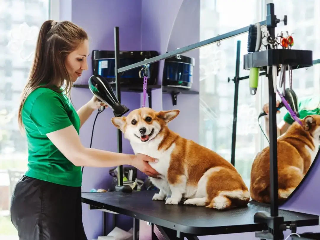 Czy psa można suszyć suszarką? Bezpieczne metody i porady dla właścicieli