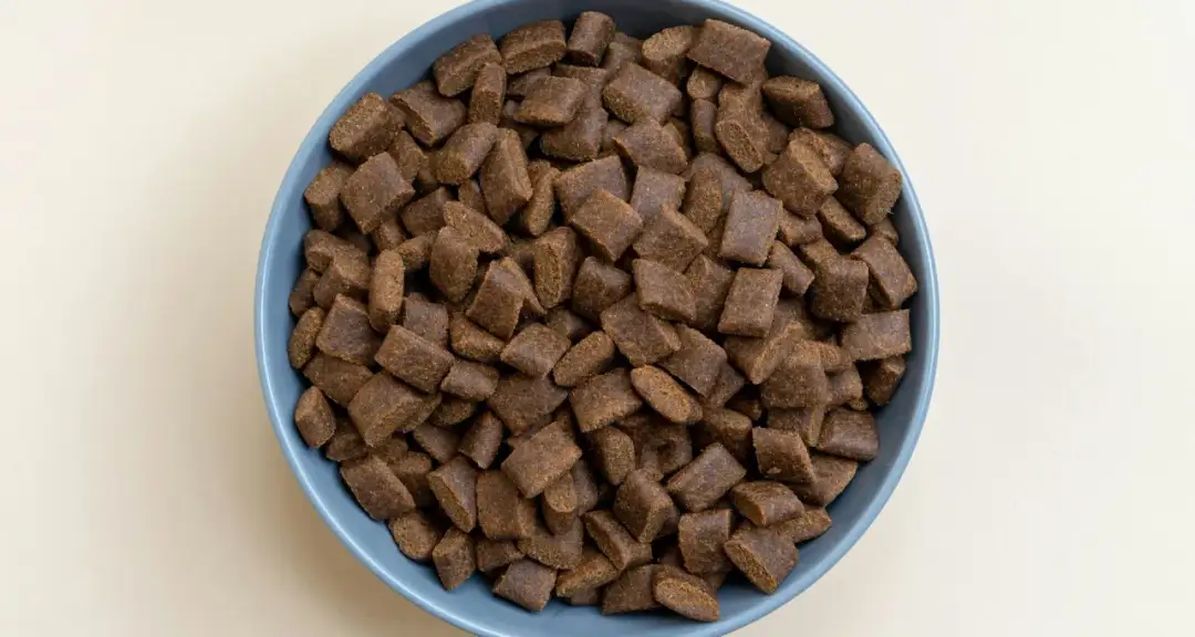 Czy ryż jest dobry dla psa? Sprawdź, co musisz wiedzieć o diecie.