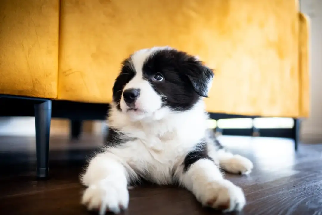 Czarno-białe szczenię rasy Border Collie leży na drewnianej podłodze obok żółtej kanapy.