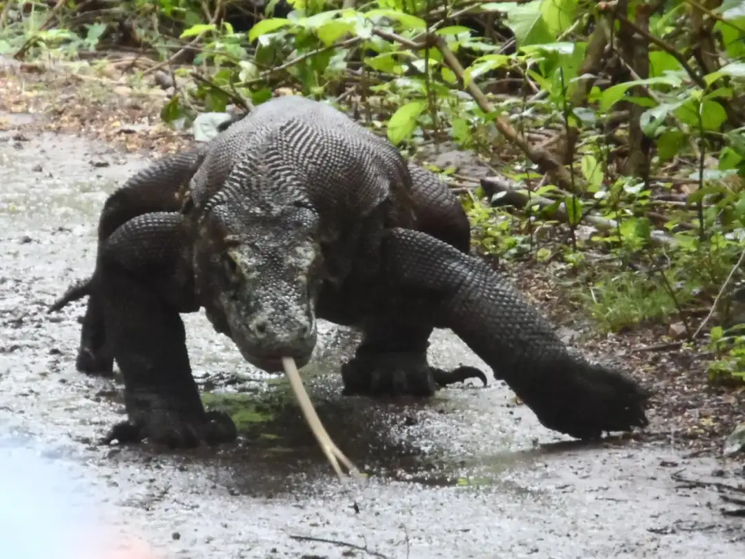 Jak bezpiecznie spotkać smoki na wyspie Komodo? Rady odważnych