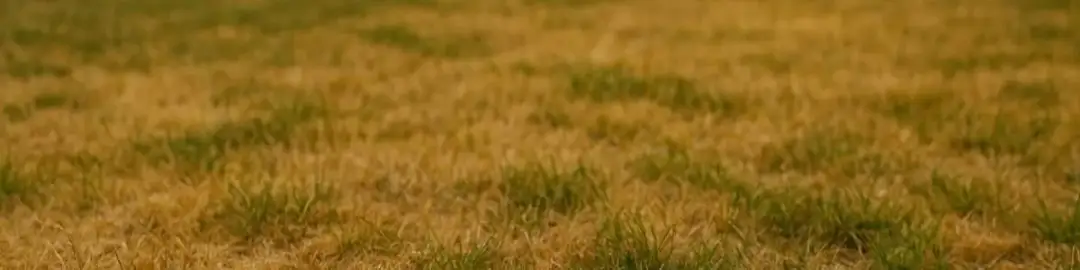 Do kiedy podlewać trawnik jesienią, aby uniknąć uszkodzeń przed zimą?