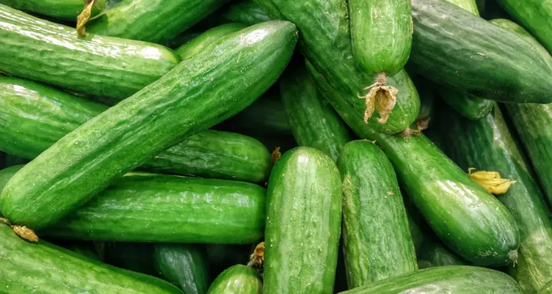 Surowe ogórki dla psa: Bezpieczne? Korzyści i zasady podawania