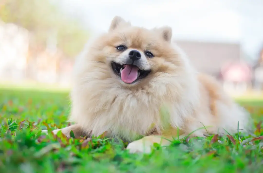 Czy szpic ma włosy czy sierść? Oto zaskakujące fakty o jego futrze