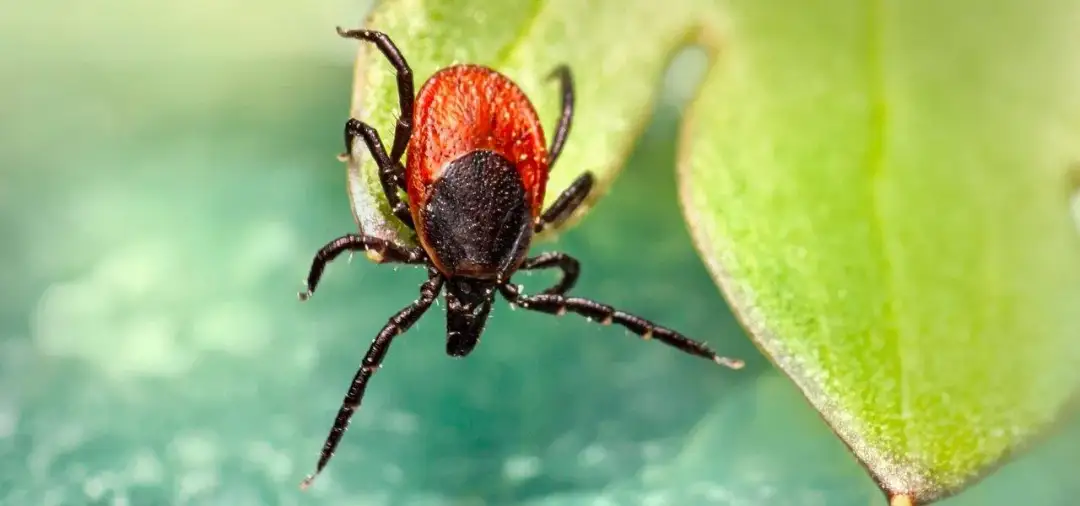 Co zjada kleszcze? Poznaj naturalne metody ich zwalczania