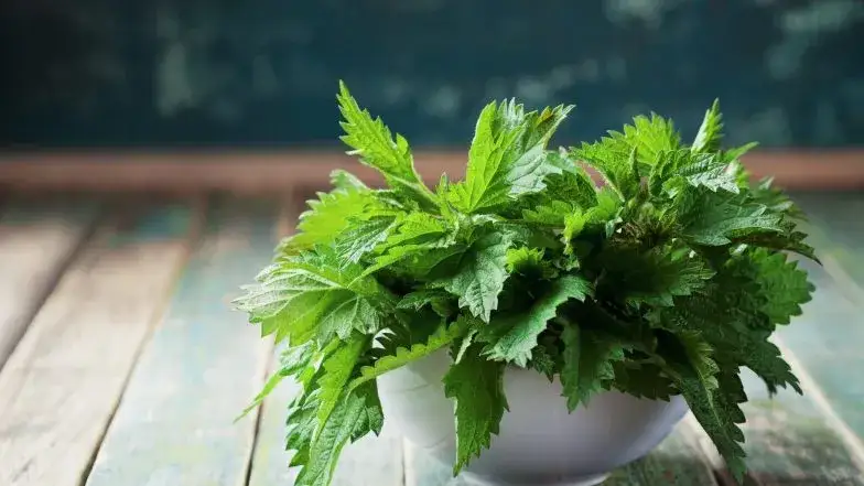 Torbiele nerek - naturalne leczenie ziołami