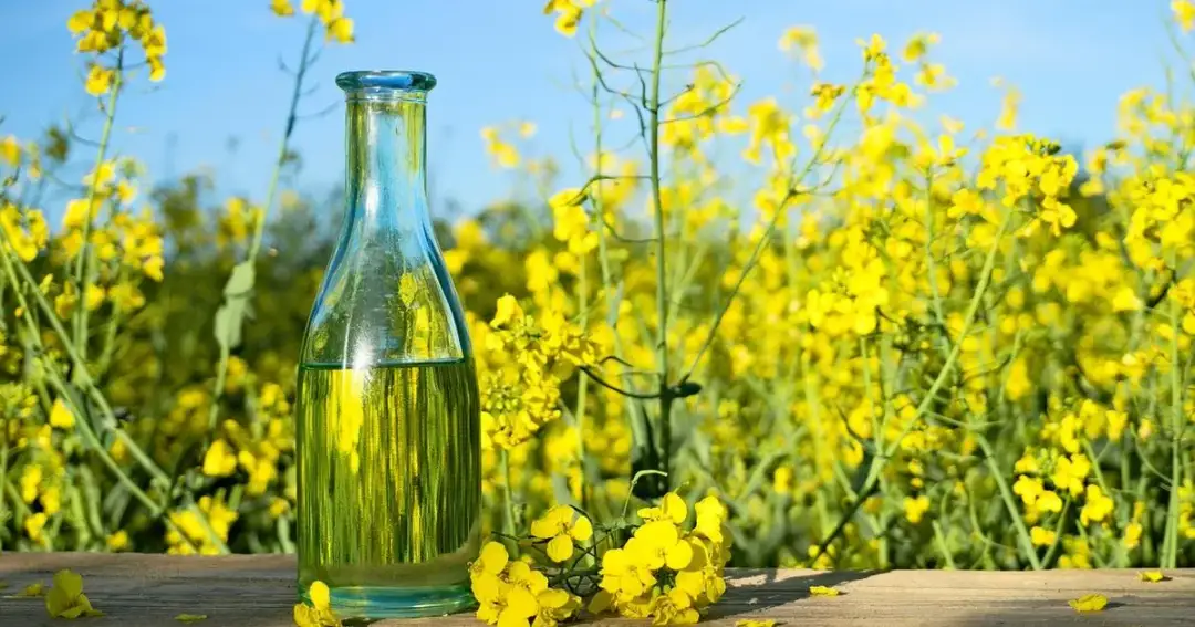 Czy olej rzepakowy to olej roślinny? Odkryj prawdę o jego właściwościach