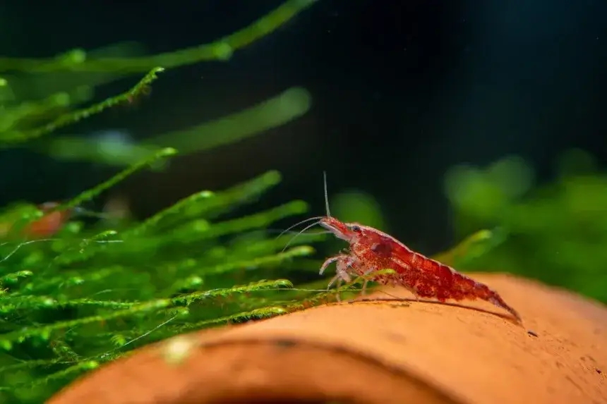 Prawidłowe żywienie krewetek w akwarium - kompletny poradnik hodowcy