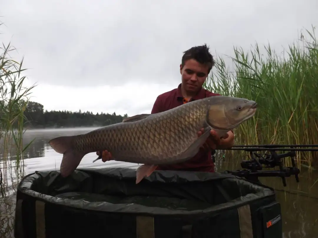 Przynęty na amura: Słodkie sekrety i nęcenie. Łów rekordy!
