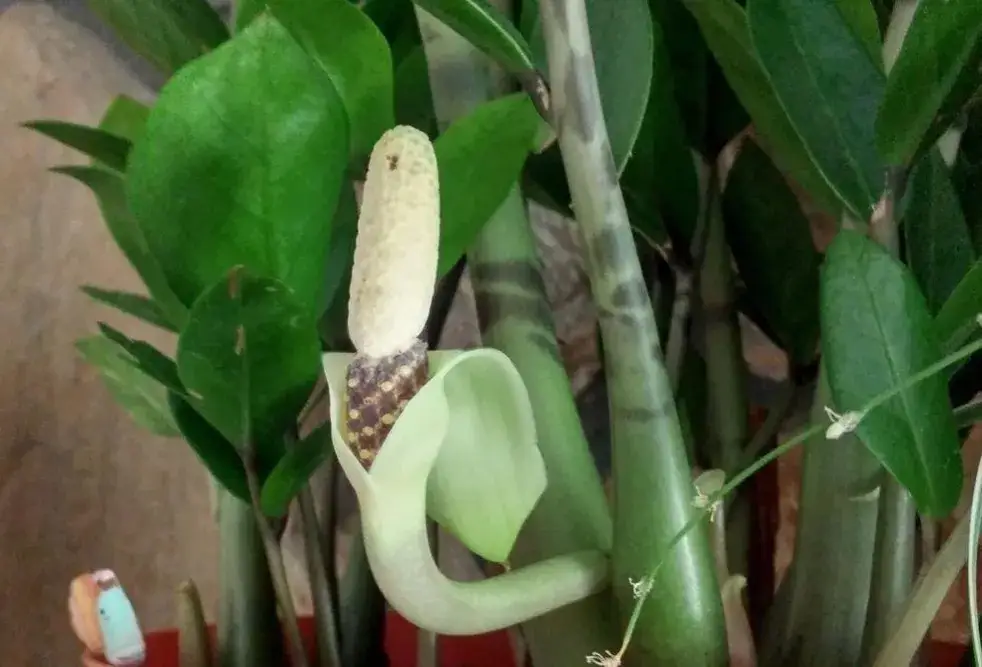 Kwiat zamiokulkas jak kwitnie: rzadkie piękno, które zaskakuje