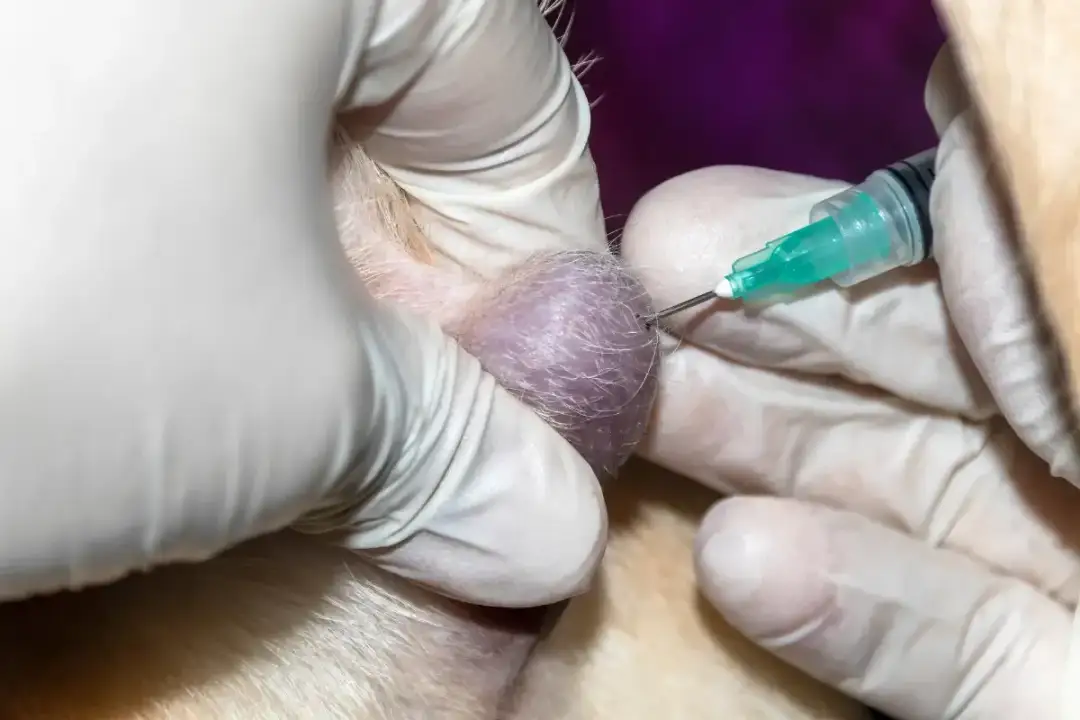 Jak rozpoznać i leczyć kaszak u psa? Kompletny przewodnik po leczeniu