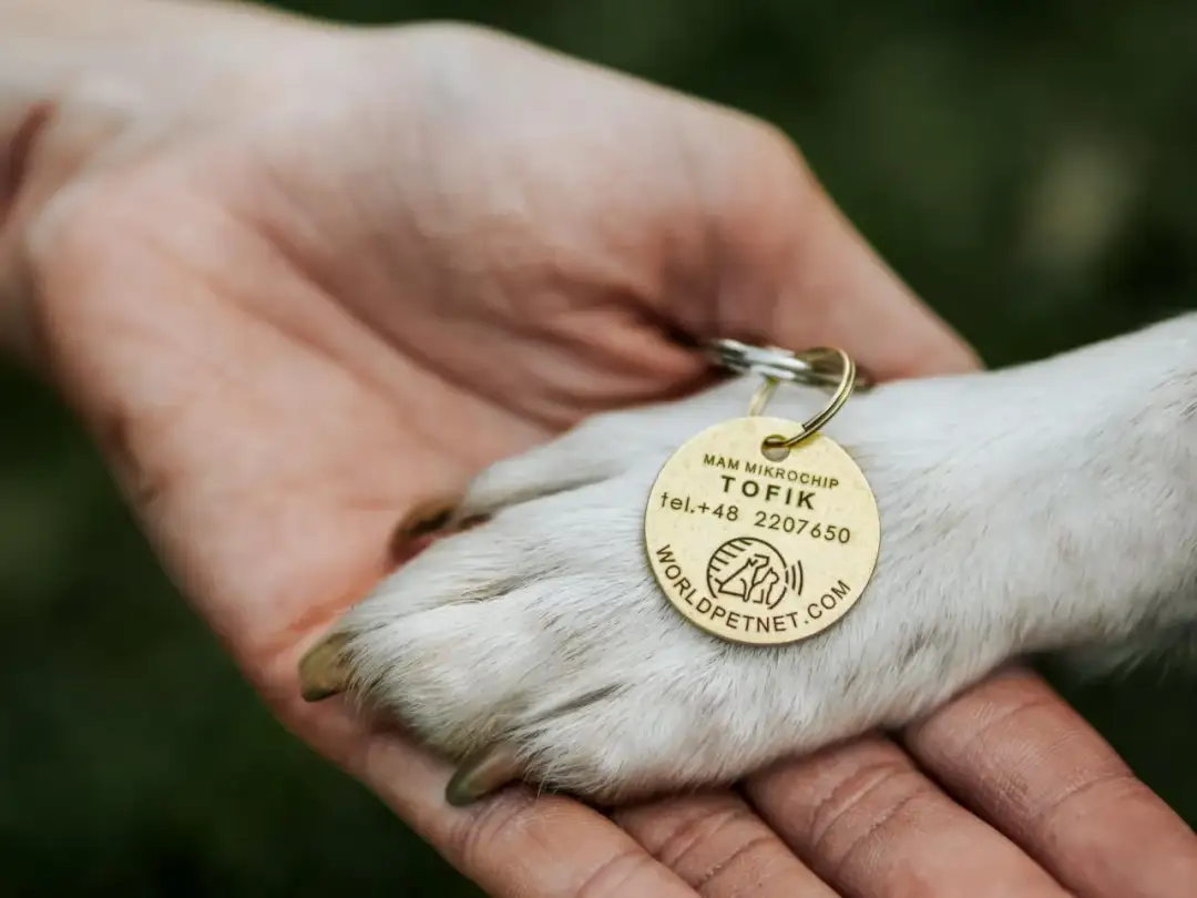 Łapa psa z zawieszką z numerem telefonu i imieniem Tofik spoczywa na dłoni.