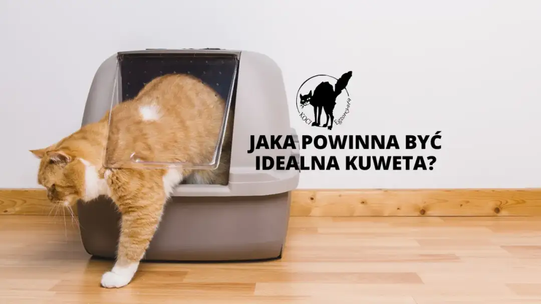 Pomarańczowy kot wychodzi z dużej kuwety.