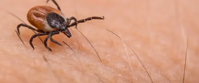 Kleszcz co robić: Jak bezpiecznie usunąć kleszcza i uniknąć chorób